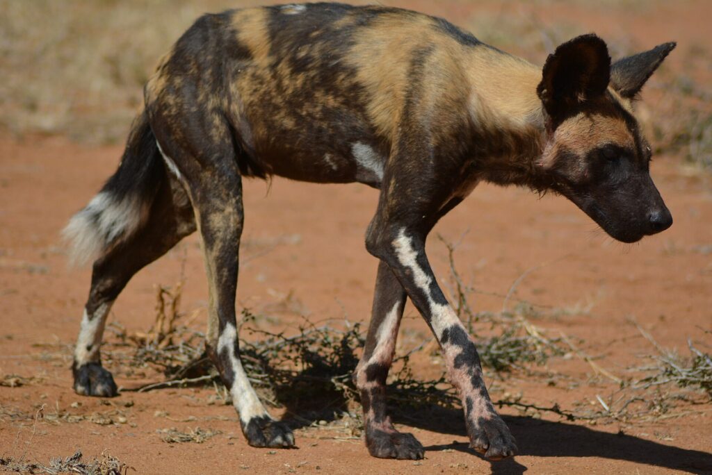 Ein magerer Wildhund läuft mit gesenktem Kopf über rote Erde, das Fell gelbbraun und schwarz, die Beine weiß gefleckt