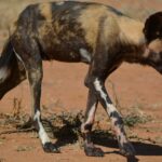 Ein magerer Wildhund läuft mit gesenktem Kopf über rote Erde, das Fell gelbbraun und schwarz, die Beine weiß gefleckt