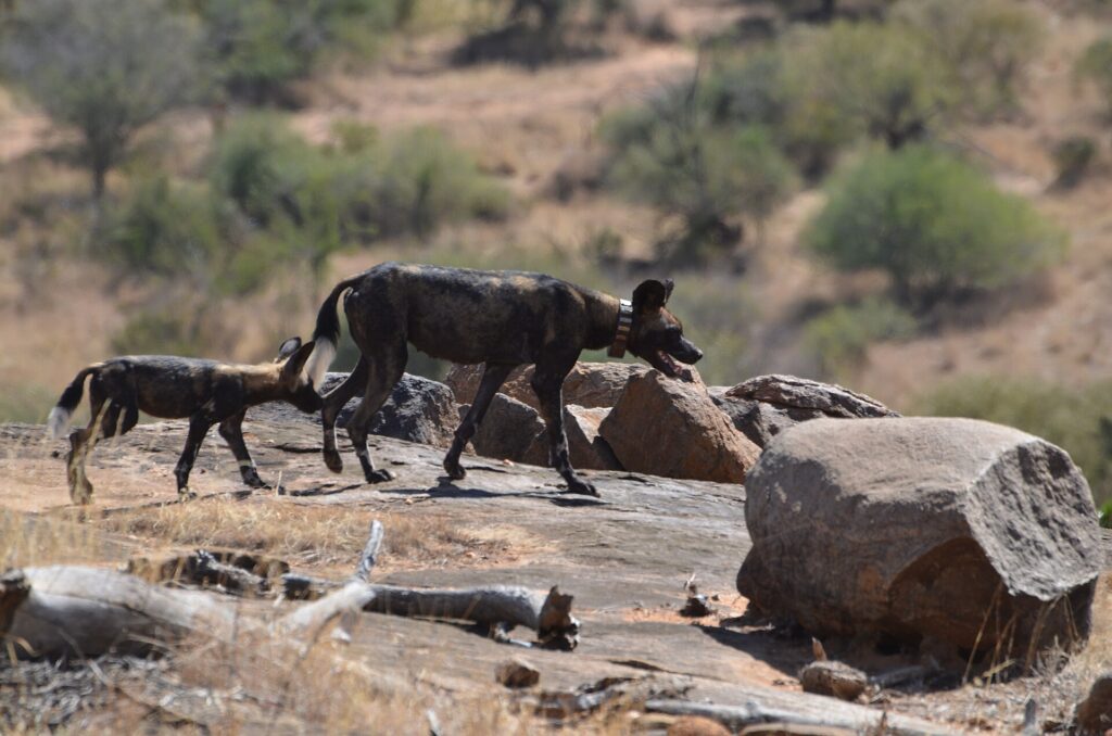 Zwei Wildhunde überqueren eine Felsplatte, der vordere trägt ein GPS-Halsband, dahinter ein trockener Hügel und Büsche