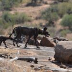 Zwei Wildhunde überqueren eine Felsplatte, der vordere trägt ein GPS-Halsband, dahinter ein trockener Hügel und Büsche