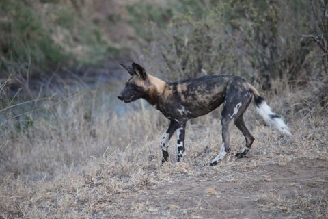 Ein Afrikanischer Wildhund läuft im Profil durch trockenes Gras, das Fell schwarz, gelbbraun und cremefarben marmoriert, die großen runden Ohren aufgestellt und der Schwanz mit weißer Spitze