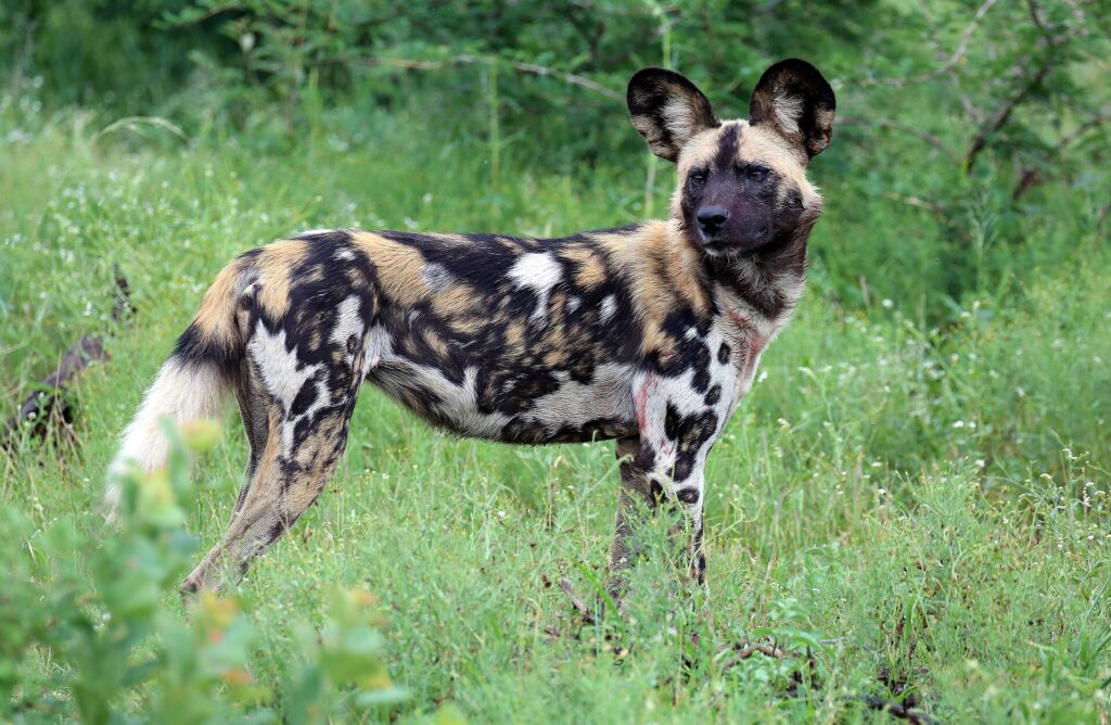 Ein Wildhund steht im hohen Gras und dreht sich zur Kamera um, die großen runden Ohren aufgestellt, das Fell schwarz, rotbraun und weiß marmoriert