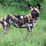 Ein Wildhund steht im hohen Gras und dreht sich zur Kamera um, die großen runden Ohren aufgestellt, das Fell schwarz, rotbraun und weiß marmoriert