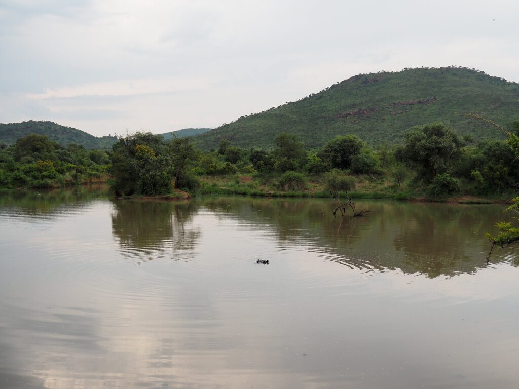 Der Kopf eines Flusspferds ragt mitten aus dem ruhigen braunen Wasser des Mankwe-Stausees, Bäume am Ufer und ein grüner Hügel des Kraters dahinter