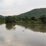 Der Kopf eines Flusspferds ragt mitten aus dem ruhigen braunen Wasser des Mankwe-Stausees, Bäume am Ufer und ein grüner Hügel des Kraters dahinter