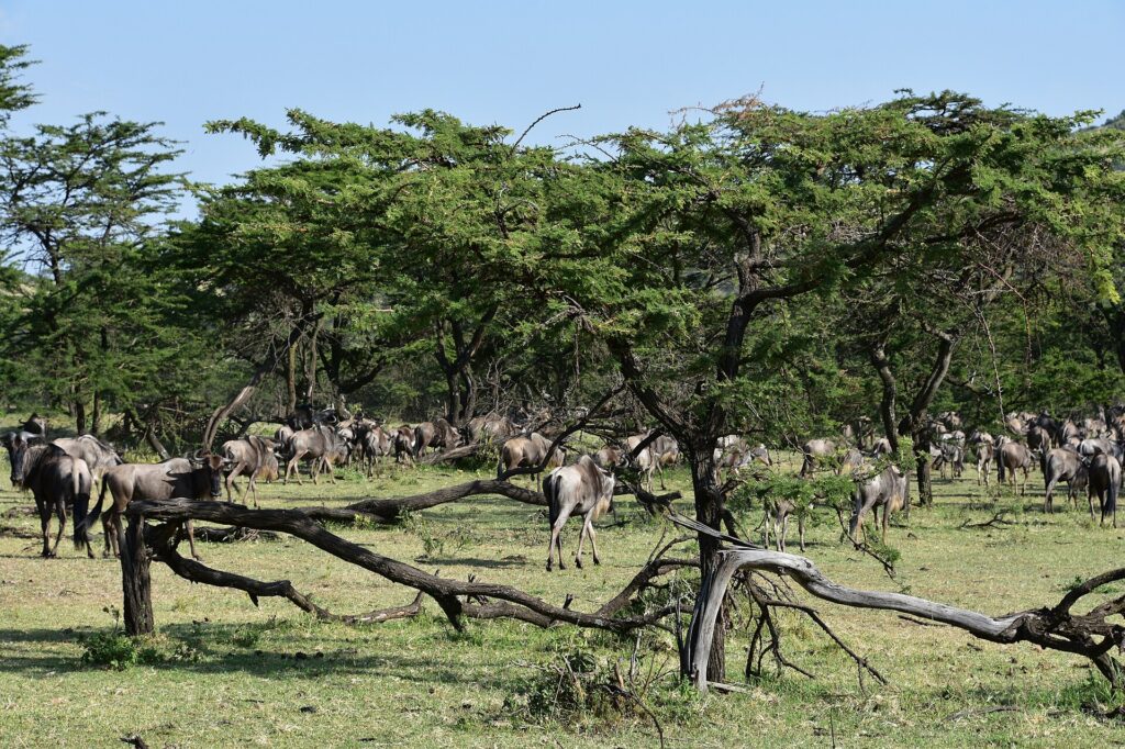 Eine Gnuherde zieht unter Akazien hindurch, zwischen abgestorbenen Ästen, die im Gras liegen