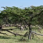 Eine Gnuherde zieht unter Akazien hindurch, zwischen abgestorbenen Ästen, die im Gras liegen