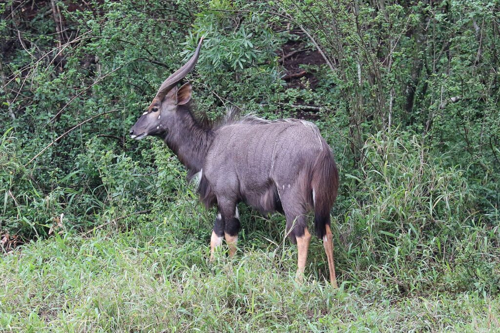 Ein männlicher Nyala im Profil im grünen Bewuchs, mit zottigem graubraunem Fell, spiralförmigen Hörnern mit heller Spitze, weißen Flecken an der Wange und rotbraunen Unterbeinen
