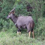 Ein männlicher Nyala im Profil im grünen Bewuchs, mit zottigem graubraunem Fell, spiralförmigen Hörnern mit heller Spitze, weißen Flecken an der Wange und rotbraunen Unterbeinen