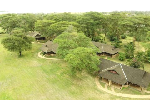 Die Strohdächer der Ol Tukai Lodge zwischen den Akazien im Amboseli-Nationalpark