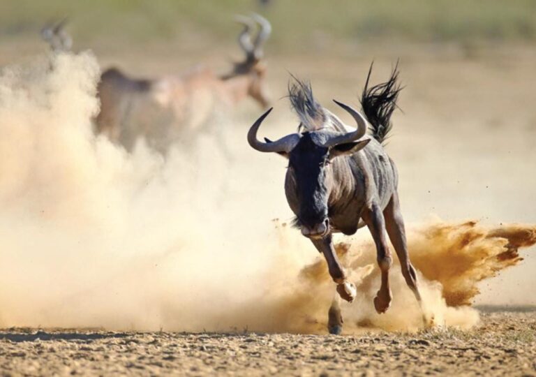 Ein Gnu galoppiert durch den Staub, dahinter Antilopen