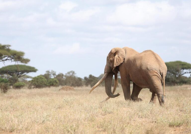 Ein Elefant mit langen Stoßzähnen im trockenen Gras, vor Akazien