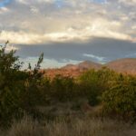 Grüne Büsche und trockenes Gras vor roten Hügeln im Abendlicht, unter einer großen Wolke