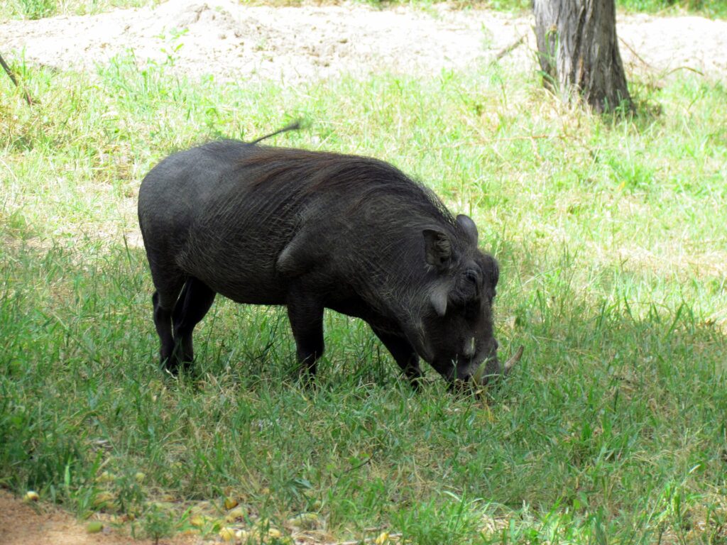 Ein Warzenschwein mit dunklem Fell grast mit gesenktem Kopf im grünen Gras, den Schwanz aufgestellt und die gebogenen Hauer sichtbar, ein Baumstamm dahinter