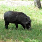 Ein Warzenschwein mit dunklem Fell grast mit gesenktem Kopf im grünen Gras, den Schwanz aufgestellt und die gebogenen Hauer sichtbar, ein Baumstamm dahinter