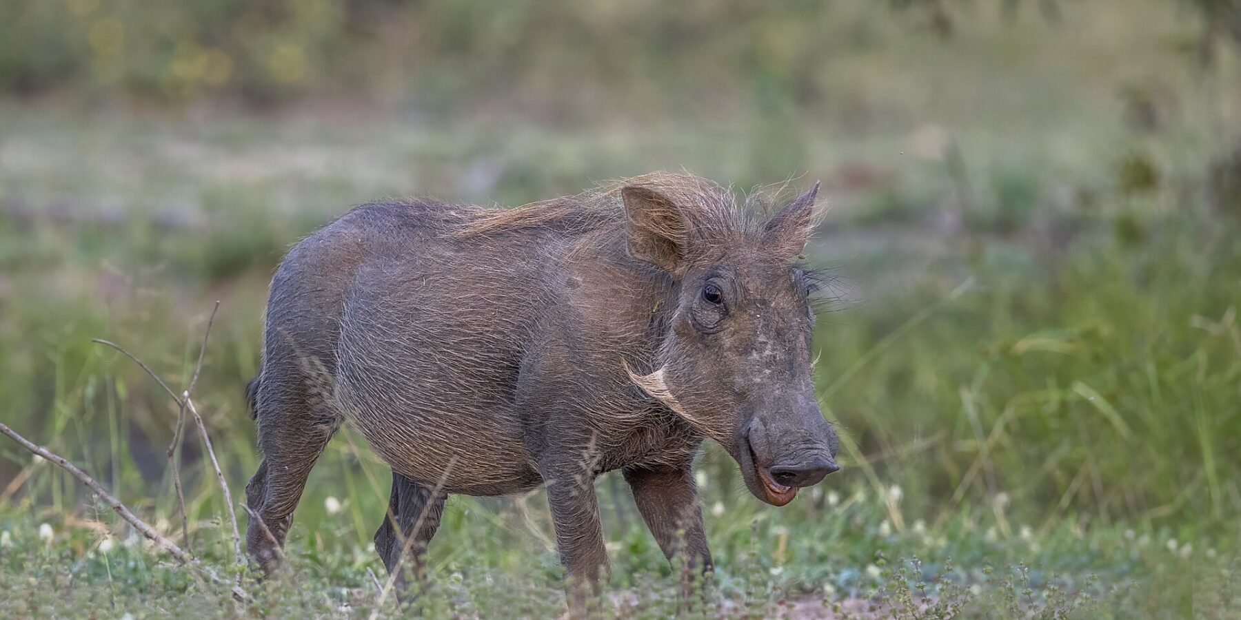 Ein Warzenschwein mit grauem Fell und blonder Mähne steht im grünen Gras, den Kopf zur Kamera gedreht, die kleinen Hauer und hellen Backenbärte gut sichtbar
