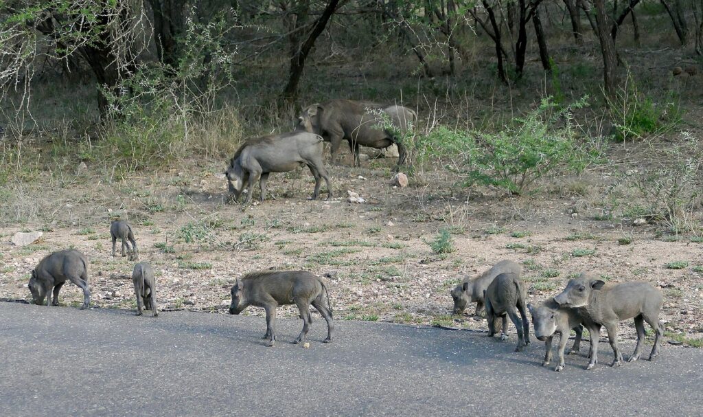 Eine Warzenschweinfamilie, zwei Erwachsene und fünf Junge, grast am Rand einer Asphaltstraße vor trockenem Busch