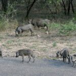 Eine Warzenschweinfamilie, zwei Erwachsene und fünf Junge, grast am Rand einer Asphaltstraße vor trockenem Busch