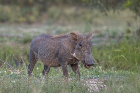 Ein Warzenschwein mit grauem Fell und blonder Mähne steht im grünen Gras, den Kopf zur Kamera gedreht, die kleinen Hauer und hellen Backenbärte gut sichtbar