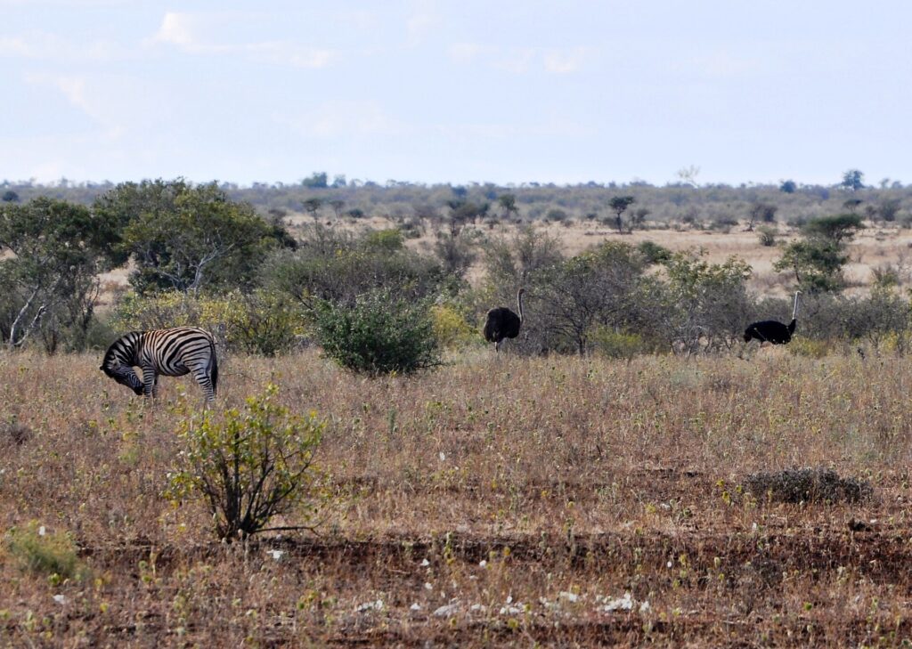 Ein Zebra kratzt sich mit einem Hinterbein am Kopf im trockenen Gras, dahinter zwei Strauße, ein braunes Weibchen und ein schwarzer Hahn, Büsche und ein flacher Horizont
