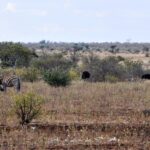 Ein Zebra kratzt sich mit einem Hinterbein am Kopf im trockenen Gras, dahinter zwei Strauße, ein braunes Weibchen und ein schwarzer Hahn, Büsche und ein flacher Horizont