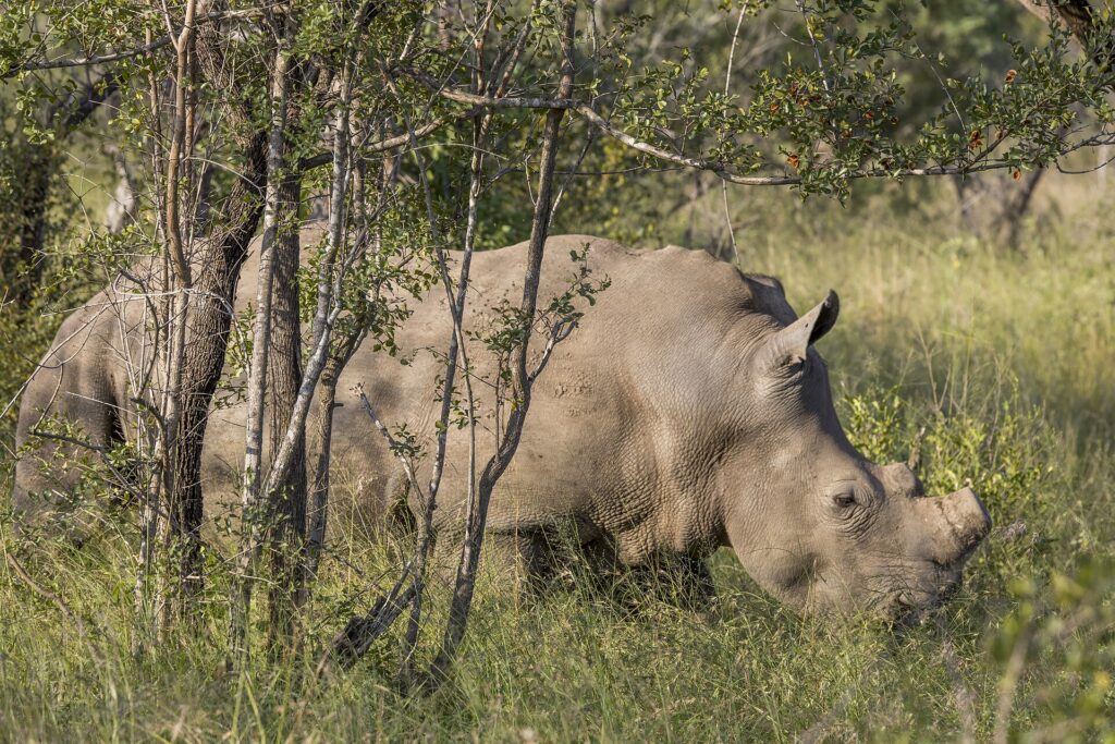 Ein Breitmaulnashorn grast mit gesenktem Kopf im grünen Gras hinter jungen Baumstämmen, der Nackenbuckel gut sichtbar und das Horn kurz