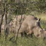 Ein Breitmaulnashorn grast mit gesenktem Kopf im grünen Gras hinter jungen Baumstämmen, der Nackenbuckel gut sichtbar und das Horn kurz