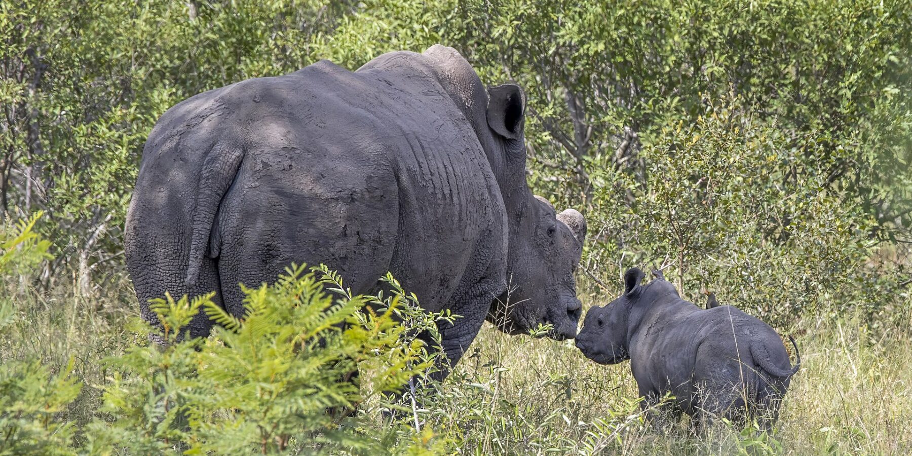 Eine Breitmaulnashornkuh mit abgesägtem Horn, die Haut mit getrocknetem Schlamm bedeckt, stupst ihr Kalb im grünen Busch mit der Nase an