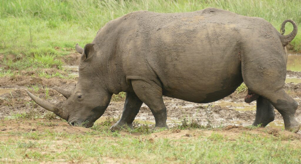 Ein schlammbedeckter Breitmaulnashornbulle im Profil grast mit gesenktem Kopf am Rand einer Suhle, das lange Vorderhorn zum Boden gerichtet und der Schwanz eingerollt