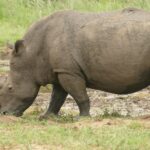 Ein schlammbedeckter Breitmaulnashornbulle im Profil grast mit gesenktem Kopf am Rand einer Suhle, das lange Vorderhorn zum Boden gerichtet und der Schwanz eingerollt