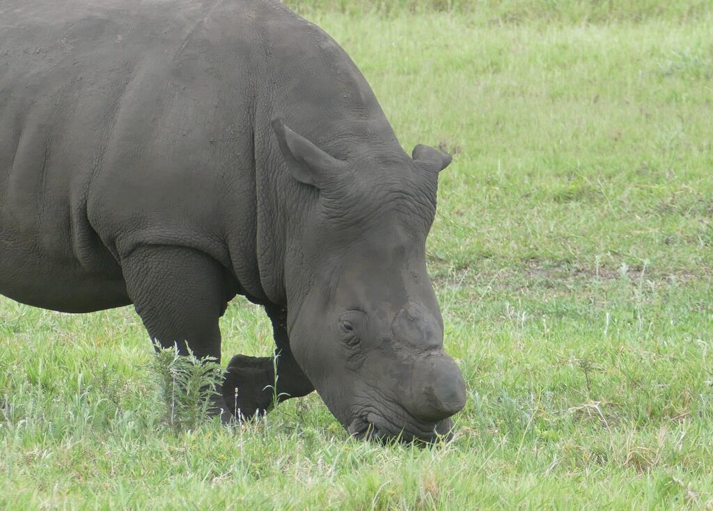 Nahaufnahme eines grasenden, enthornten Breitmaulnashorns, das Horn knapp über der Schnauze abgesägt, die Haut schlammgrau und die eckige Lippe im grünen Gras