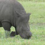 Nahaufnahme eines grasenden, enthornten Breitmaulnashorns, das Horn knapp über der Schnauze abgesägt, die Haut schlammgrau und die eckige Lippe im grünen Gras