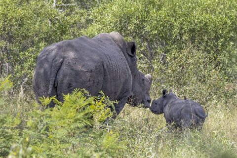 Eine Breitmaulnashornkuh mit abgesägtem Horn, die Haut mit getrocknetem Schlamm bedeckt, stupst ihr Kalb im grünen Busch mit der Nase an