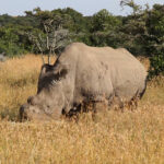 Ein Nördliches Breitmaulnashorn mit abgesägtem Horn grast im hohen goldenen Gras, ein Ranger in grüner Uniform am Bildrand