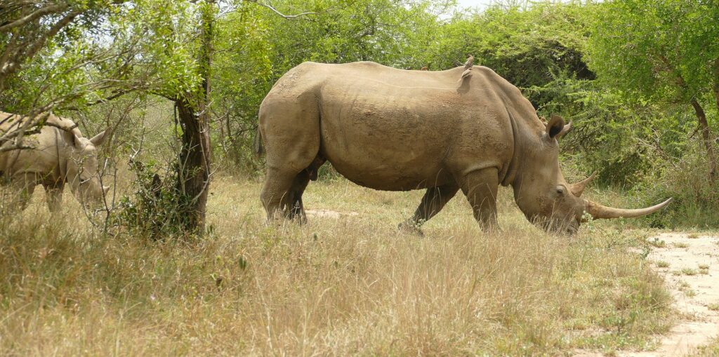 Eine Breitmaulnashorn-Kuh läuft im Profil durch trockenes Gras, mit langem Horn und einem Madenhacker auf dem Rücken, ihr Junges hinter ihr in grünen Büschen