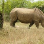 Eine Breitmaulnashorn-Kuh läuft im Profil durch trockenes Gras, mit langem Horn und einem Madenhacker auf dem Rücken, ihr Junges hinter ihr in grünen Büschen