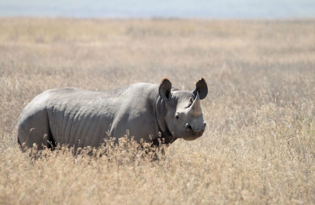 Ein Spitzmaulnashorn steht im trockenen goldenen Gras, mit spitzer Lippe und gesäumten Ohren, der Kamera zugewandt