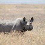Ein Spitzmaulnashorn steht im trockenen goldenen Gras, mit spitzer Lippe und gesäumten Ohren, der Kamera zugewandt