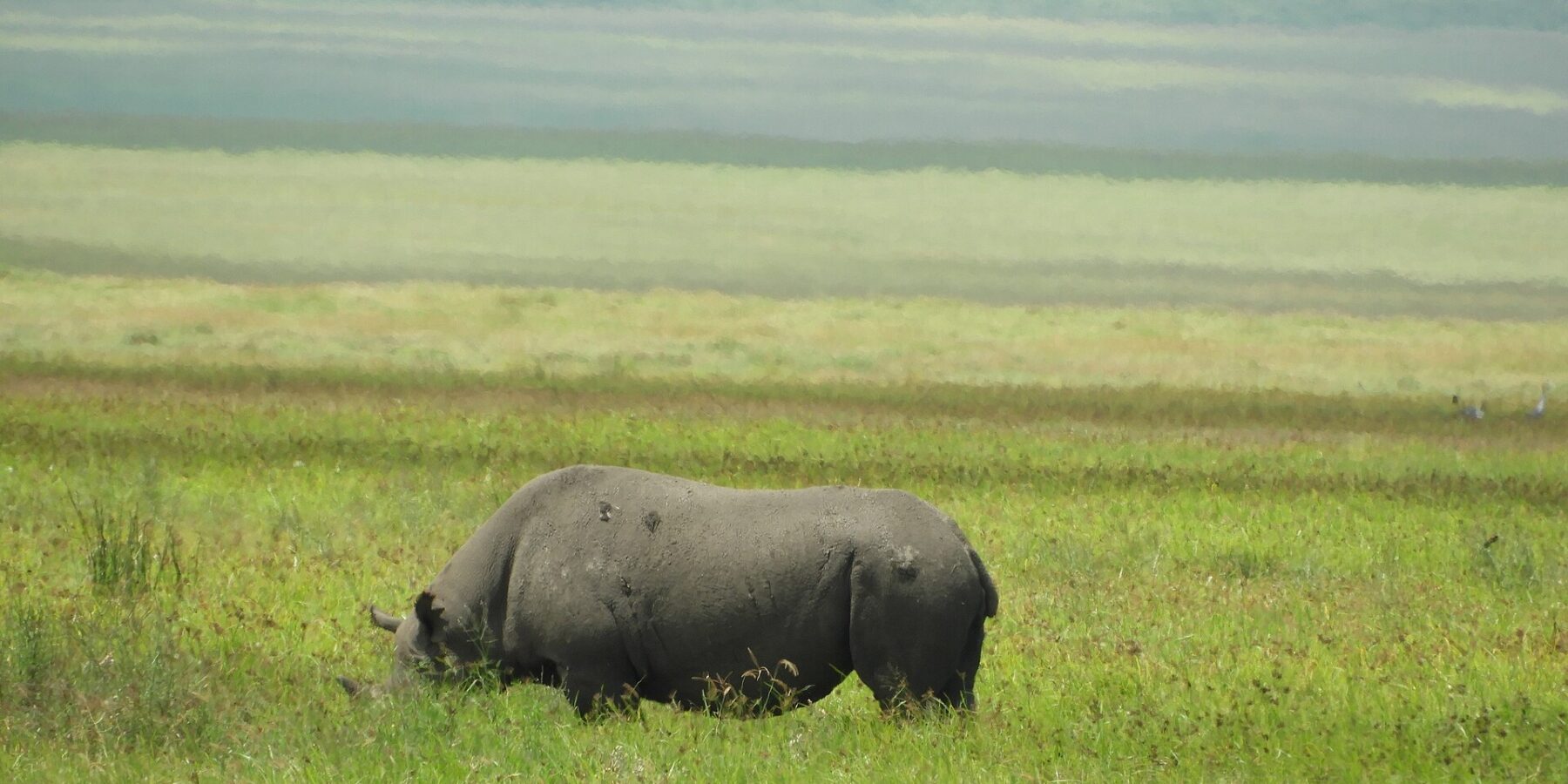 Ein Spitzmaulnashorn grast im Profil im grünen Gras, der gesenkte Kopf von den Halmen verdeckt, dahinter unscharf die Hänge des Kraters