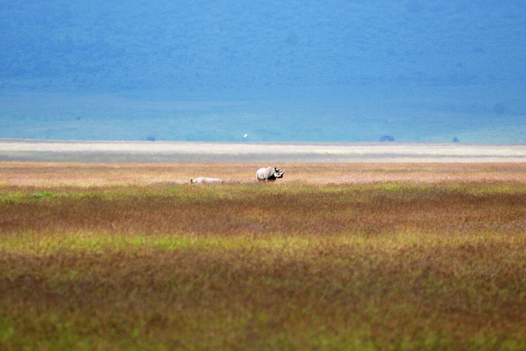 Ein Spitzmaulnashorn und sein Kalb, winzig in der Weite der rotbraunen Kraterebene, dahinter der weiße See und die blaue Kraterwand