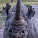 Porträt eines Spitzmaulnashorns von vorn mit langem Horn, spitzer Lippe und gesäumten Ohren, das rechte Auge geschlossen