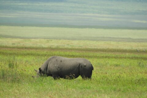 Ein Spitzmaulnashorn grast im Profil im grünen Gras, der gesenkte Kopf von den Halmen verdeckt, dahinter unscharf die Hänge des Kraters