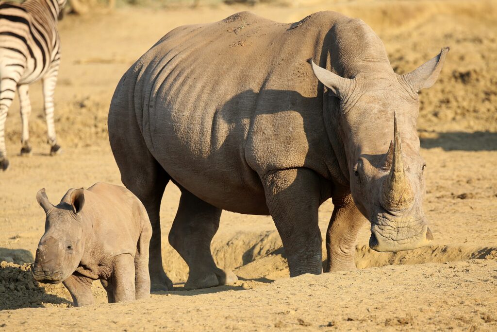 Eine Breitmaulnashorn-Kuh mit langem Horn läuft über nackte Erde, ihr Junges vor ihr, ein Zebra im Hintergrund im goldenen Licht