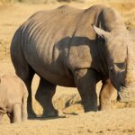Eine Breitmaulnashorn-Kuh mit langem Horn läuft über nackte Erde, ihr Junges vor ihr, ein Zebra im Hintergrund im goldenen Licht