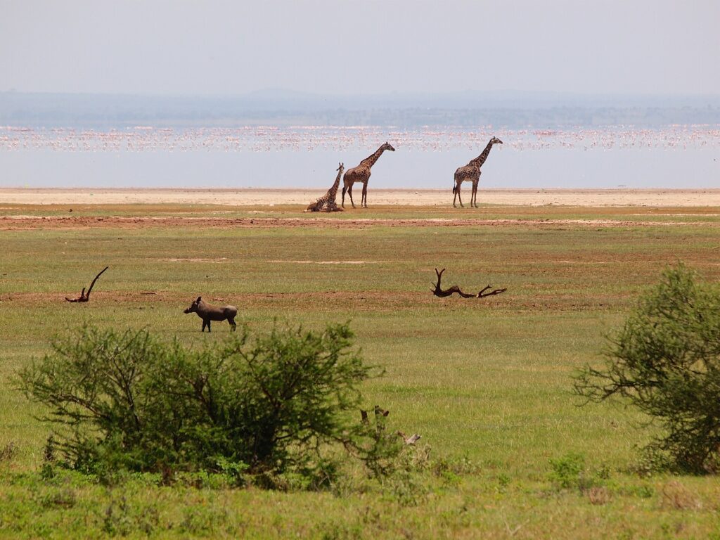 Drei Giraffen am Seeufer, davor ein Warzenschwein im Gras und eine lange rosa Linie von Flamingos auf dem Wasser