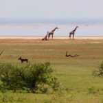 Drei Giraffen am Seeufer, davor ein Warzenschwein im Gras und eine lange rosa Linie von Flamingos auf dem Wasser