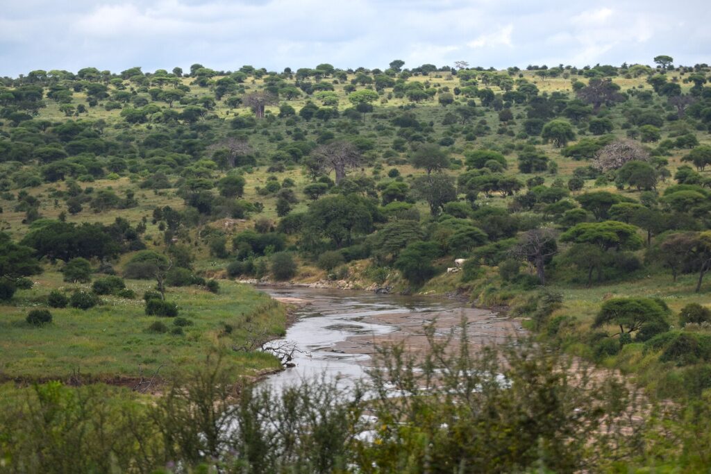 Der Tarangire-Fluss windet sich zwischen grünen Ufern, Akazien und Baobabs bedecken die Hügel