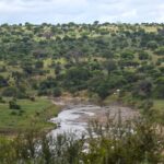 Der Tarangire-Fluss windet sich zwischen grünen Ufern, Akazien und Baobabs bedecken die Hügel