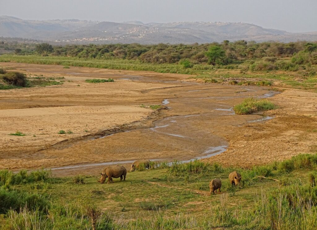 Vier Breitmaulnashörner, darunter ein Jungtier, grasen auf einer grünen Wiese am Rand eines breiten sandigen Flussbetts mit einem dünnen Wasserlauf, Hügel und Dörfer in der Ferne