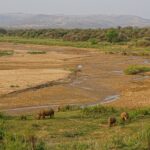 Vier Breitmaulnashörner, darunter ein Jungtier, grasen auf einer grünen Wiese am Rand eines breiten sandigen Flussbetts mit einem dünnen Wasserlauf, Hügel und Dörfer in der Ferne